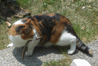 Cat Catches Snake